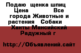 Подаю. щенка шпиц  › Цена ­ 27 000 - Все города Животные и растения » Собаки   . Ханты-Мансийский,Радужный г.